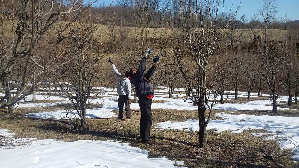 Pruning tree limbs in winter