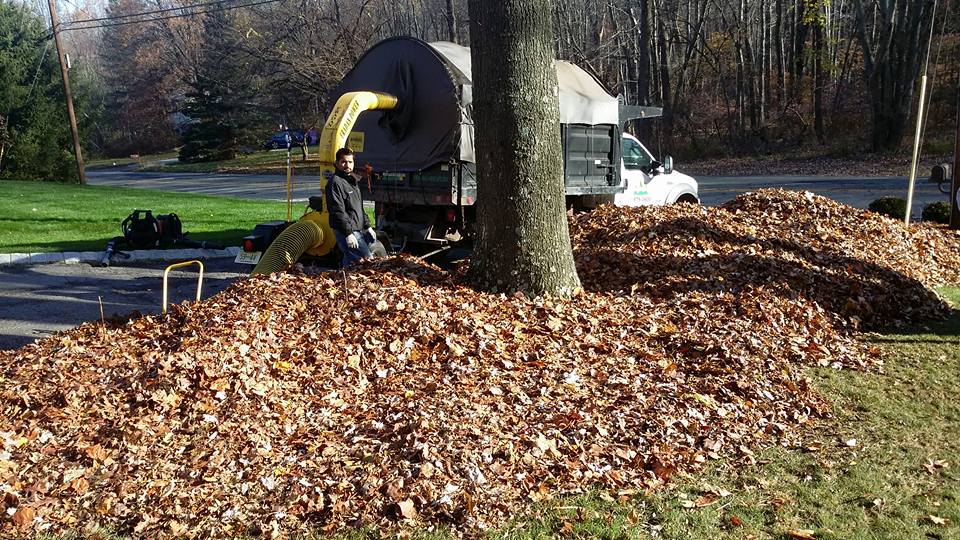 Cleaning up leaves with vacuum truck